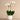 Flowers-Pearl Orchid Arrangement-Bloomr