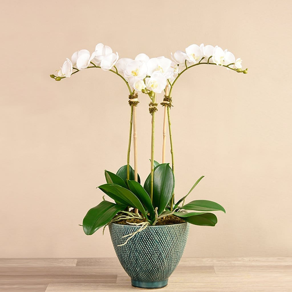 Rustic Orchid Arrangement - Bloomr