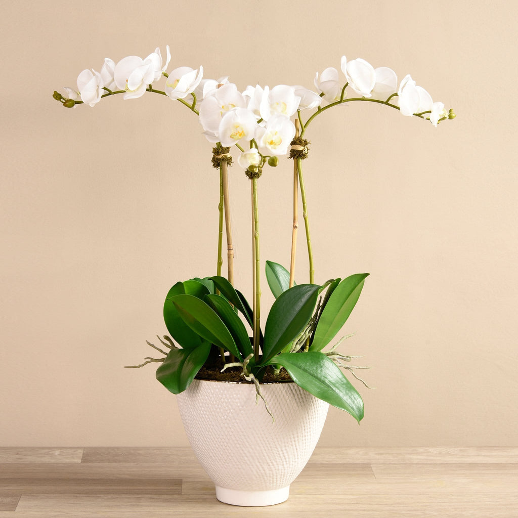 Rustic Orchid Arrangement - Bloomr