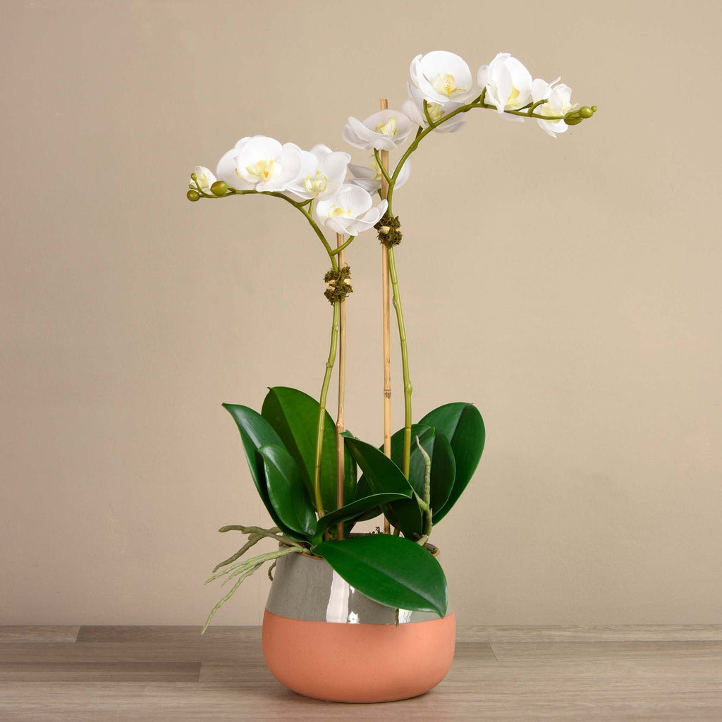 Santa Fe Orchid Arrangement - Bloomr