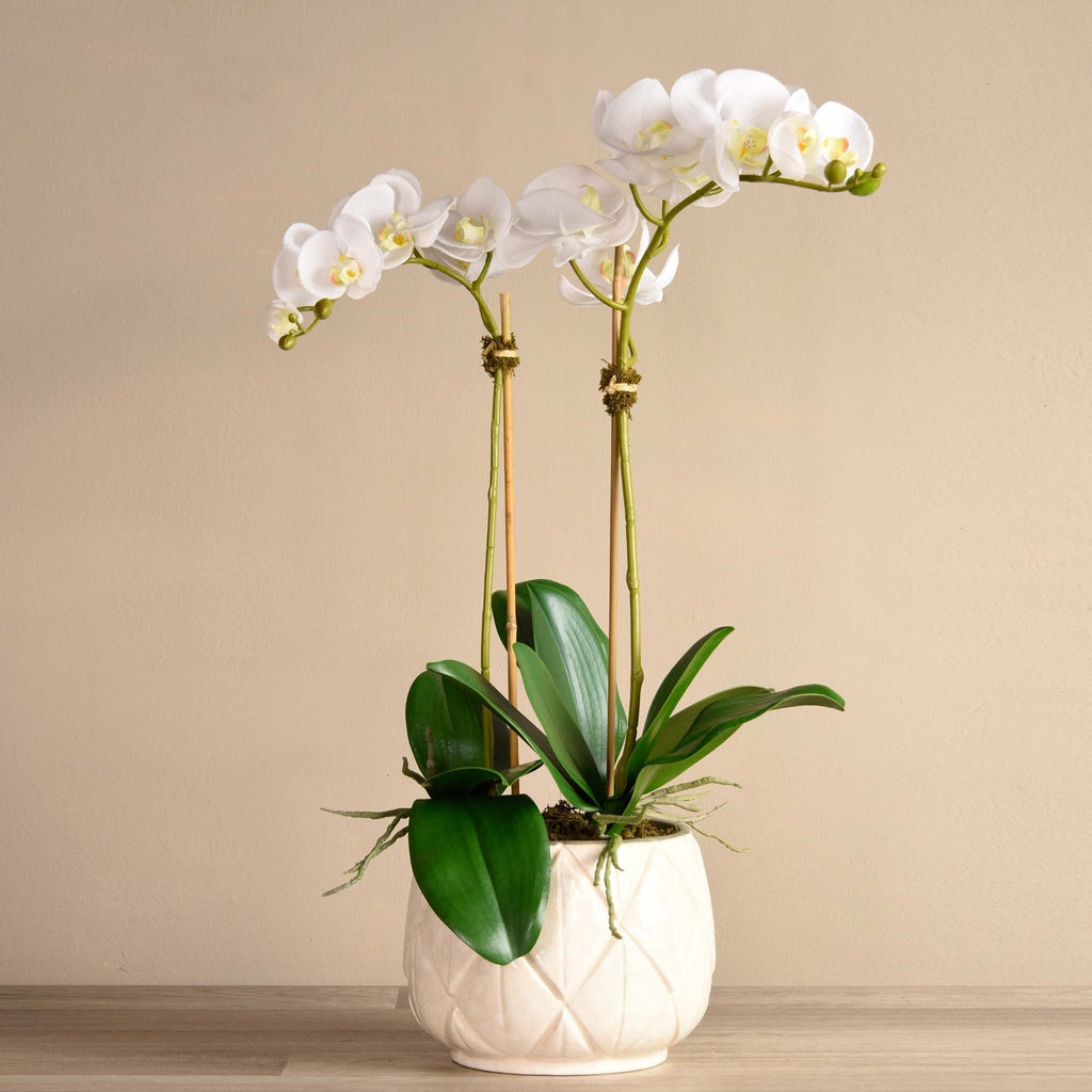 Stella Orchid Arrangement - Bloomr