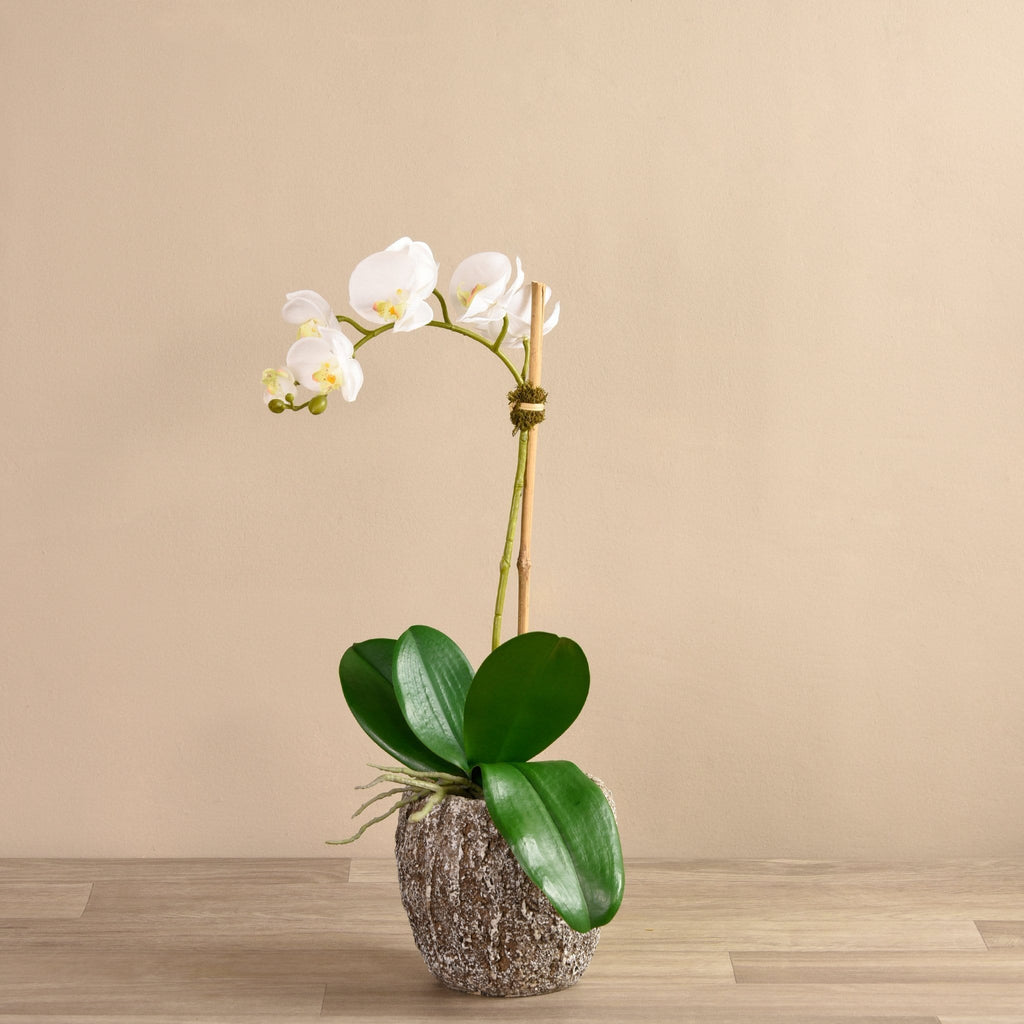 Orchid Arrangement in Concrete Pot - Bloomr