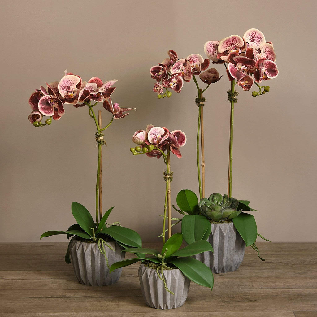 Modern Orchid Arrangement - Bloomr