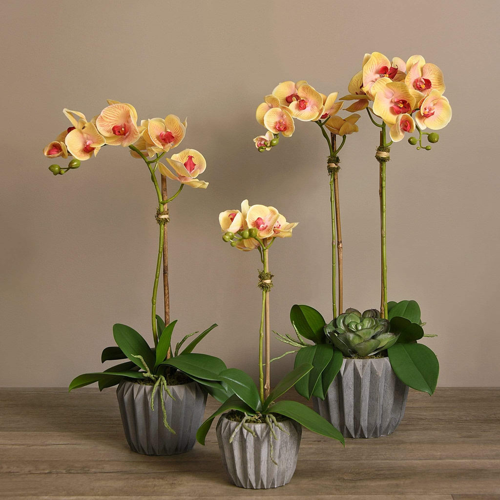 Modern Orchid Arrangement - Bloomr