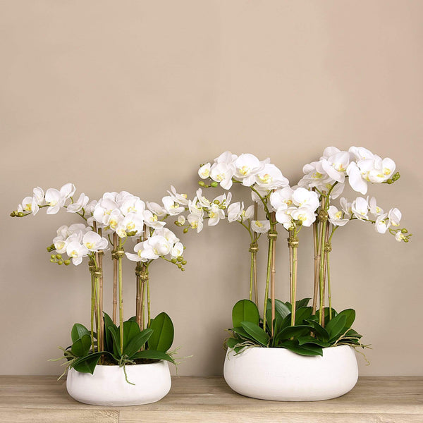 Oasis Artificial Orchids in White Pot - Bloomr
