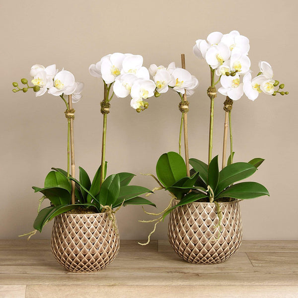 Artificial Orchid Arrangement - Bloomr
