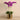 Flowers-Artificial Orchid in Gold Vase-Bloomr