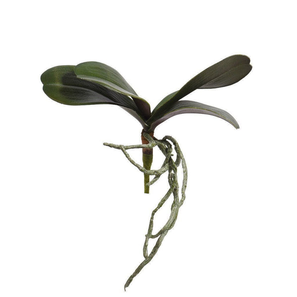 Orchid Leaf - Bloomr