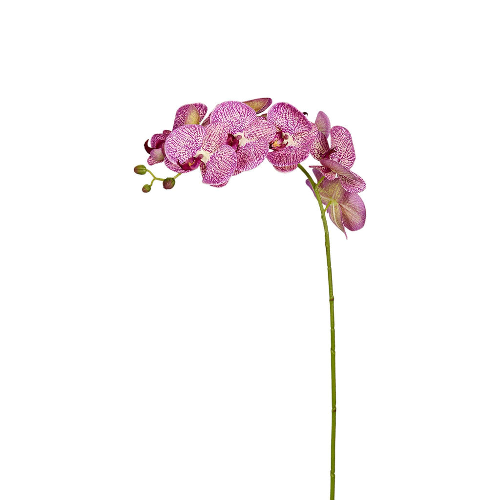 Orchid Stem - Bloomr