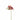 Flowers-Orchid Stem-Bloomr