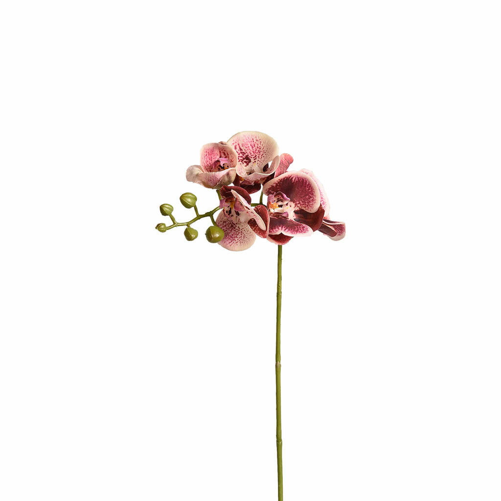 Orchid Stem - Bloomr