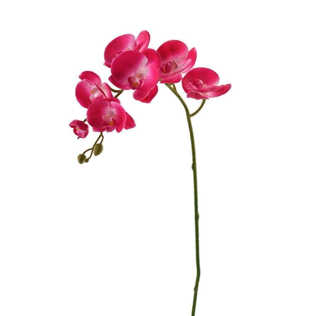 Orchid Stem - Bloomr