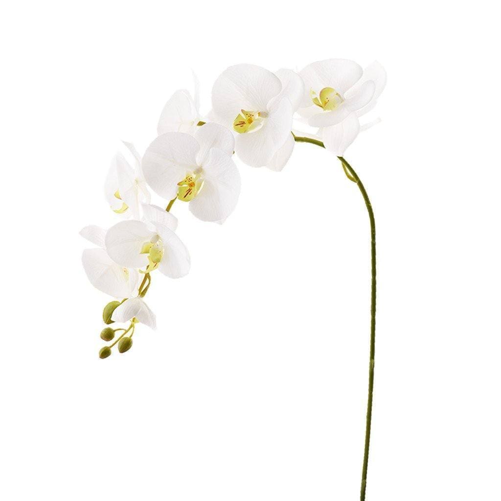 Orchid Stem - Bloomr