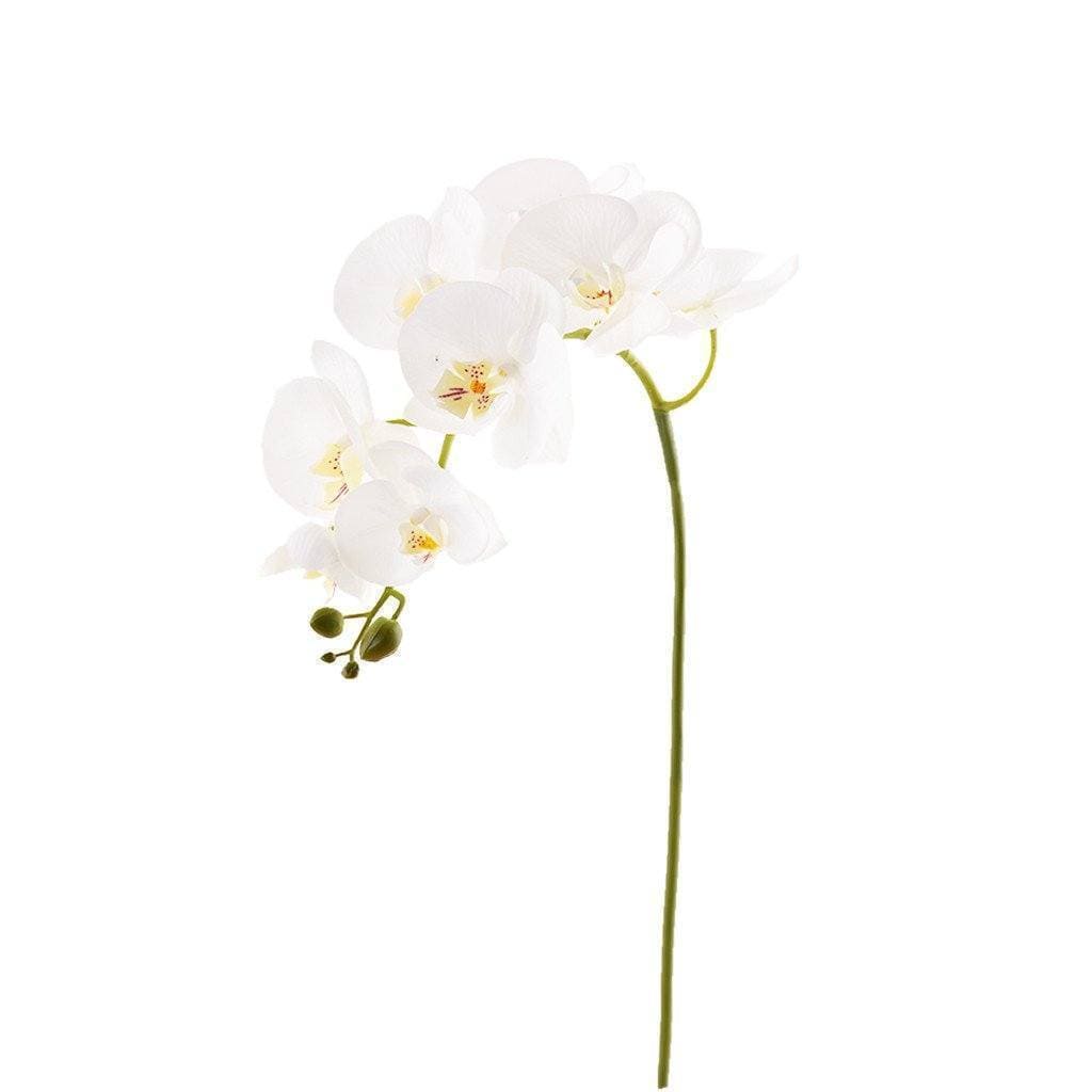 Orchid Stem - Bloomr