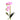 Flowers-Orchid Stem-Bloomr