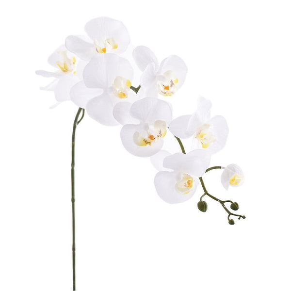 Orchid Stem - Bloomr