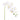 Flowers-Orchid Stem-Bloomr