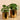 Greenery-Artificial Pancake Plant in Gold Pot-Bloomr