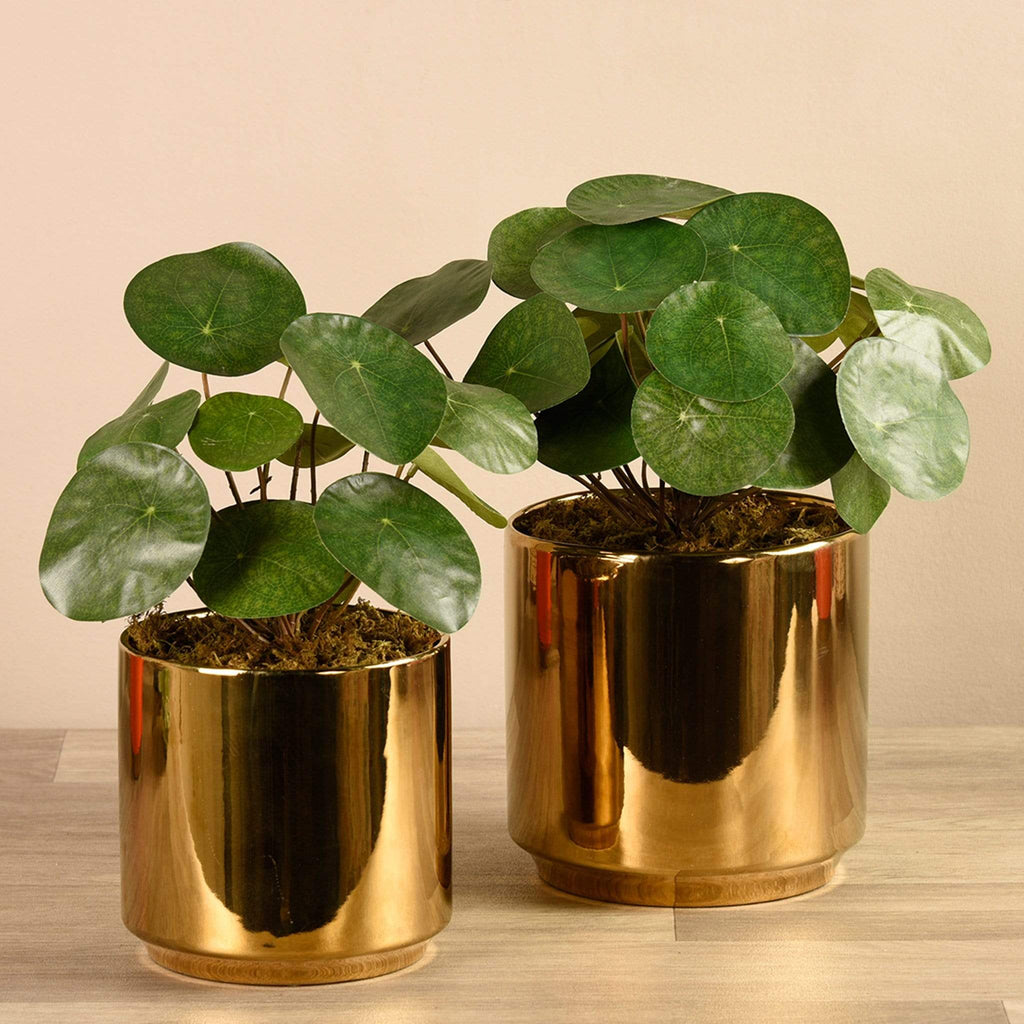 Artificial Pancake Plant in Gold Pot - Bloomr