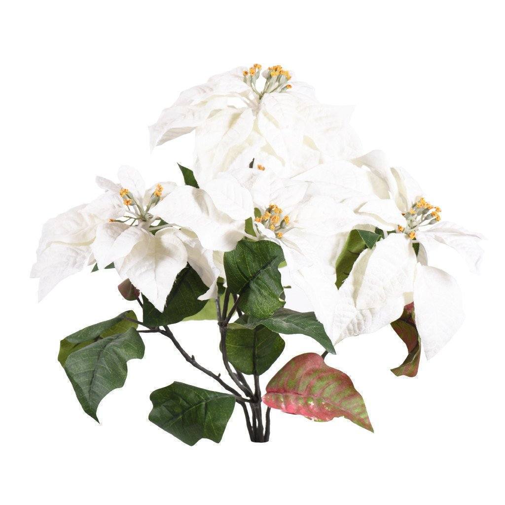 Poinsettia - Bloomr