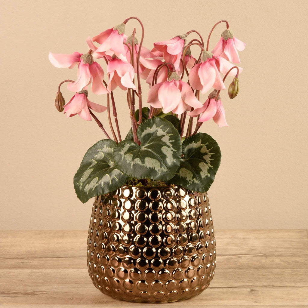 Potted Cyclamen - Bloomr