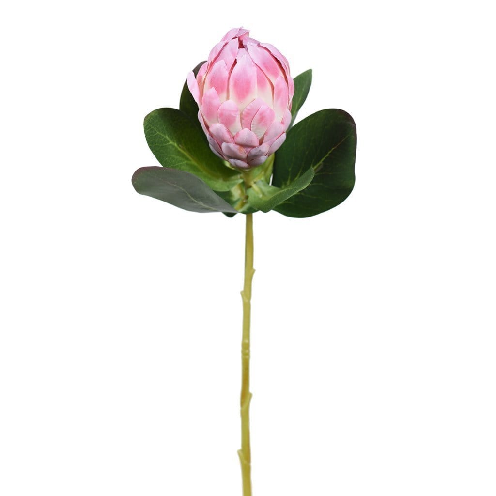 Protea Stem - Bloomr