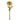 Flowers-Ranunculus-Bloomr