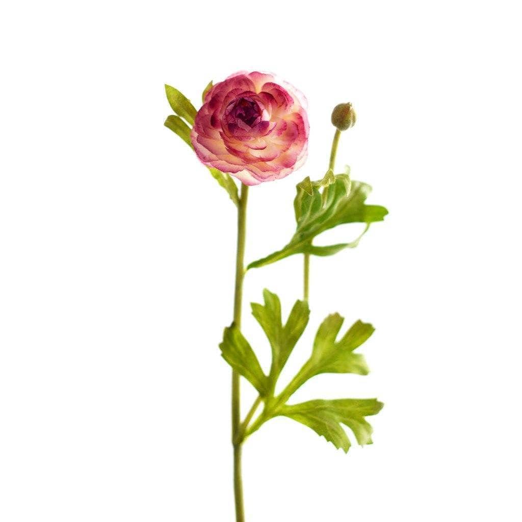 Ranunculus - Bloomr