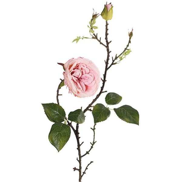 Rose - Bloomr