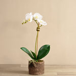 Big Sur Artificial Orchid Arrangement - Bloomr