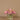 Floral Arrangement-Artificial Ranunculus Arrangement in Glass Vase-Bloomr