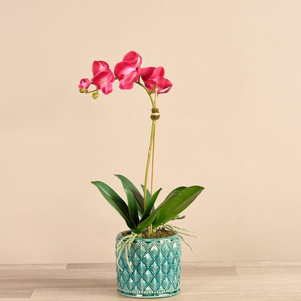 Orchid Arrangement in Ceramic Vase - Bloomr