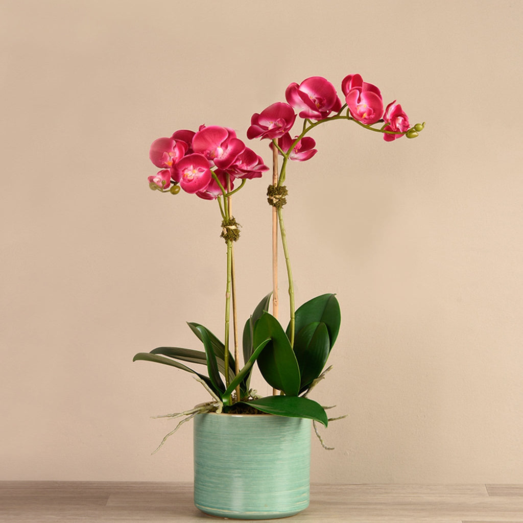 Placid Orchid Arrangement - Bloomr