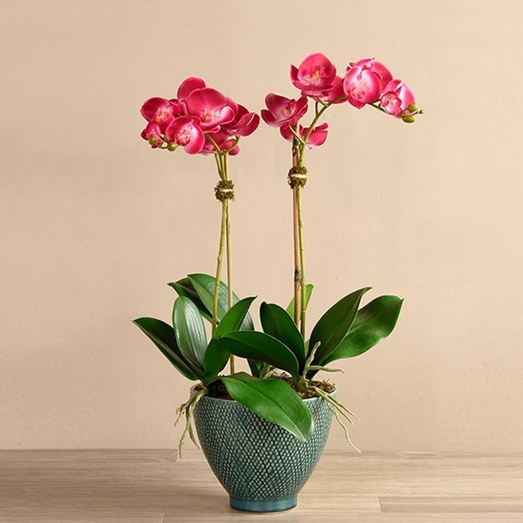 Rustic Orchid Arrangement - Bloomr