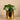 Greenery-Artificial Pancake Plant in Gold Pot-Bloomr