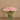 Floral Arrangement-Tulip Arrangement in Glass Vase-Bloomr