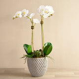Urban Orchid & Succulent Arrangement - Bloomr