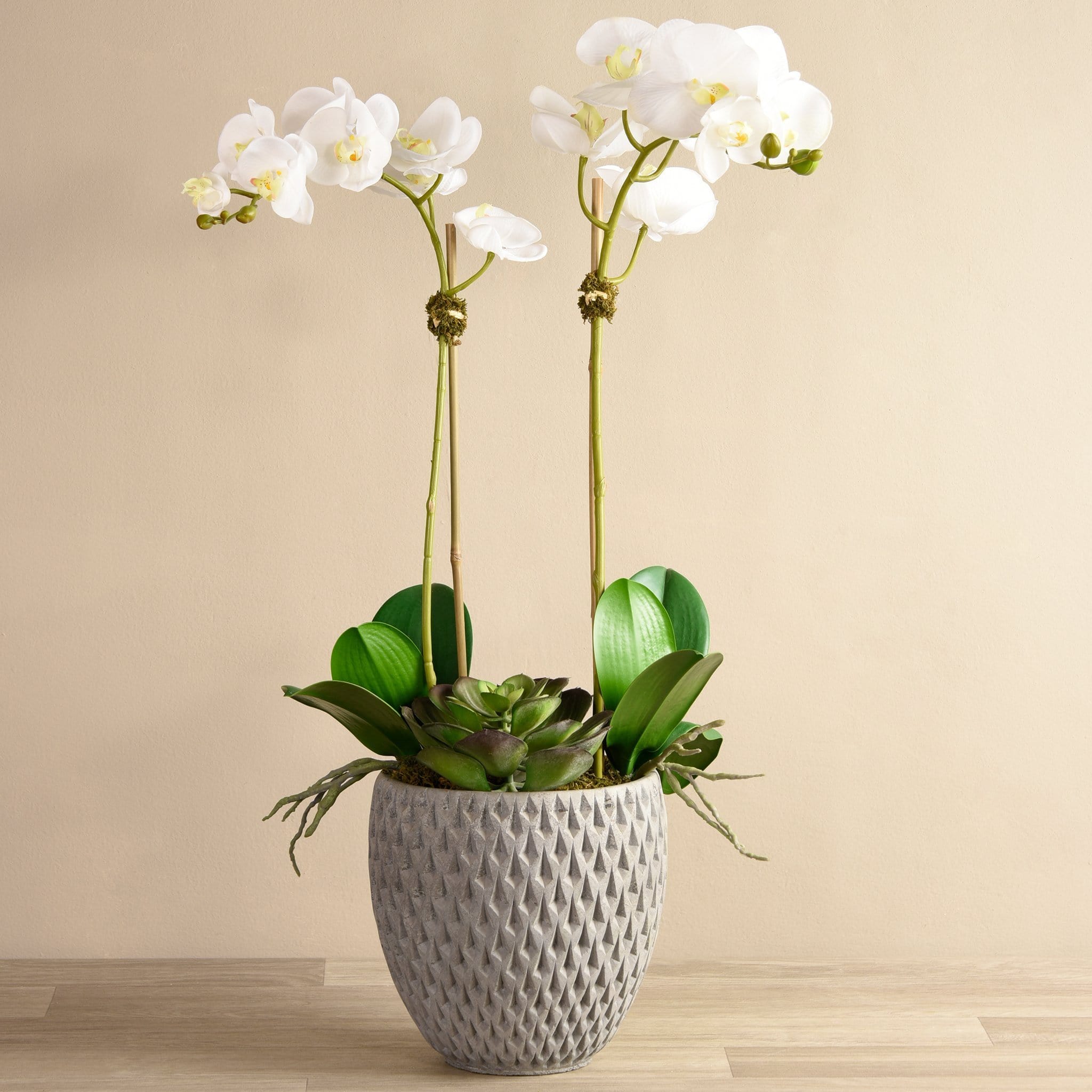 Urban Orchid & Succulent Arrangement - Bloomr
