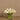 Flowers-Artificial Calla Lilly in Glass Vase-Bloomr