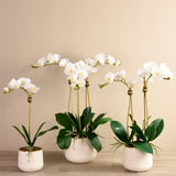 Bistro Artificial Orchid Arrangement - Bloomr