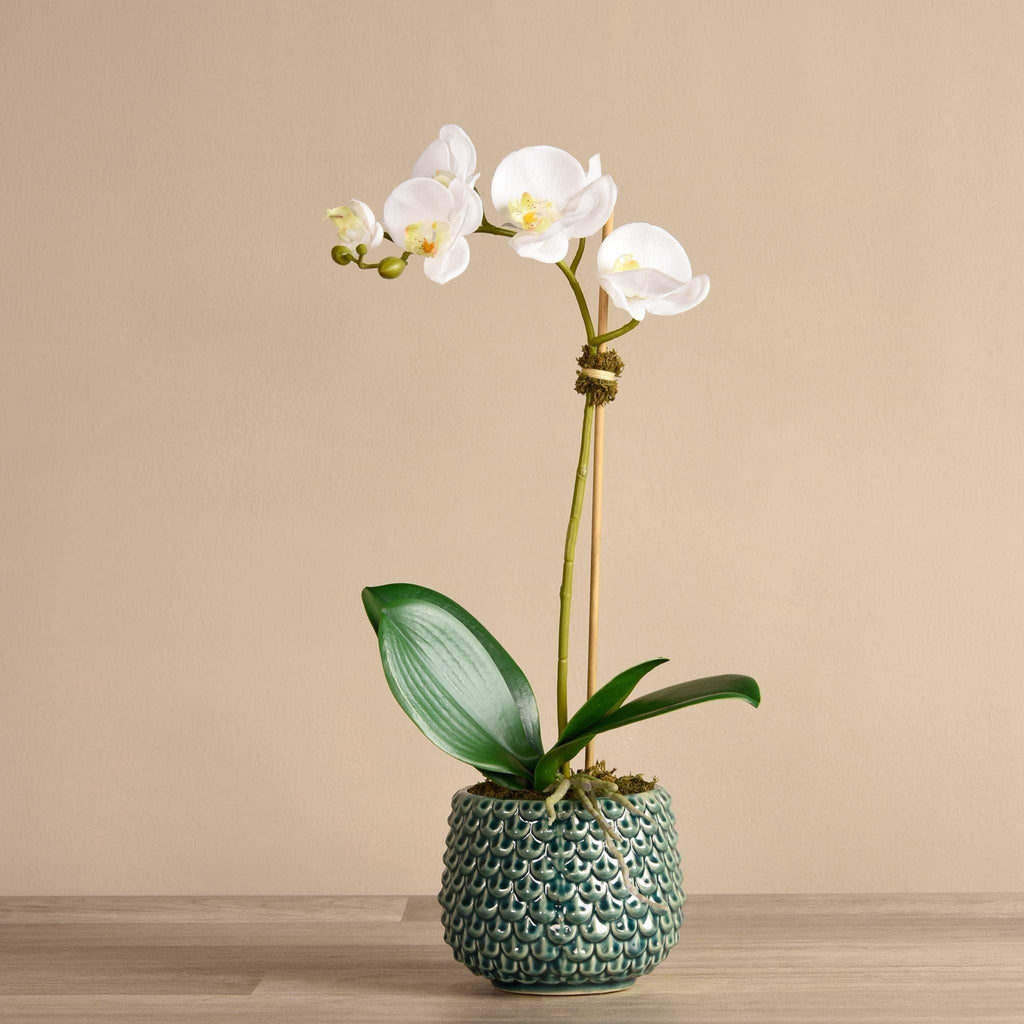 Pearl Orchid Arrangement - Bloomr