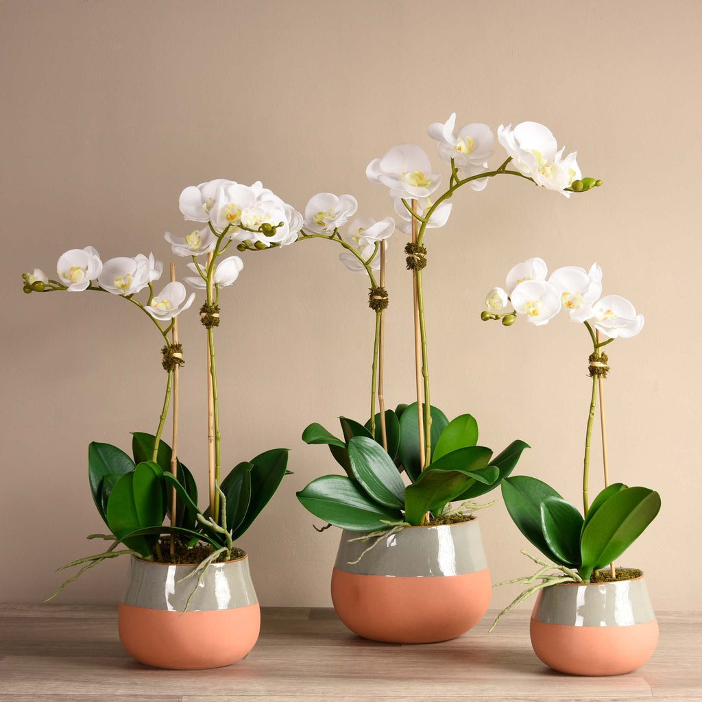 Santa Fe Orchid Arrangement - Bloomr