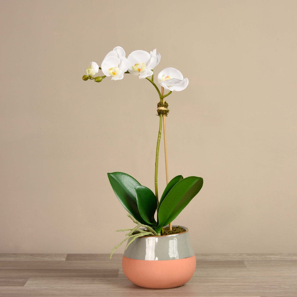 Santa Fe Orchid Arrangement - Bloomr