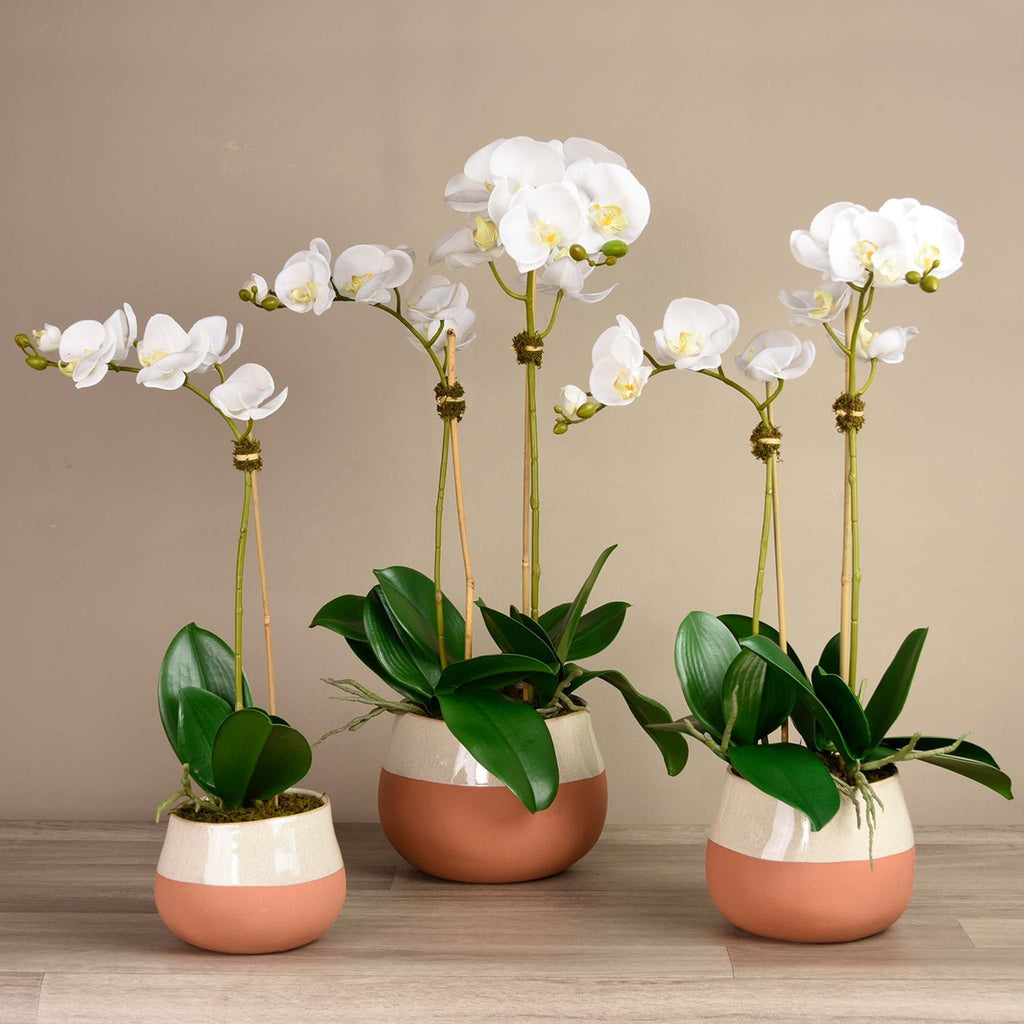 Santa Fe Orchid Arrangement - Bloomr