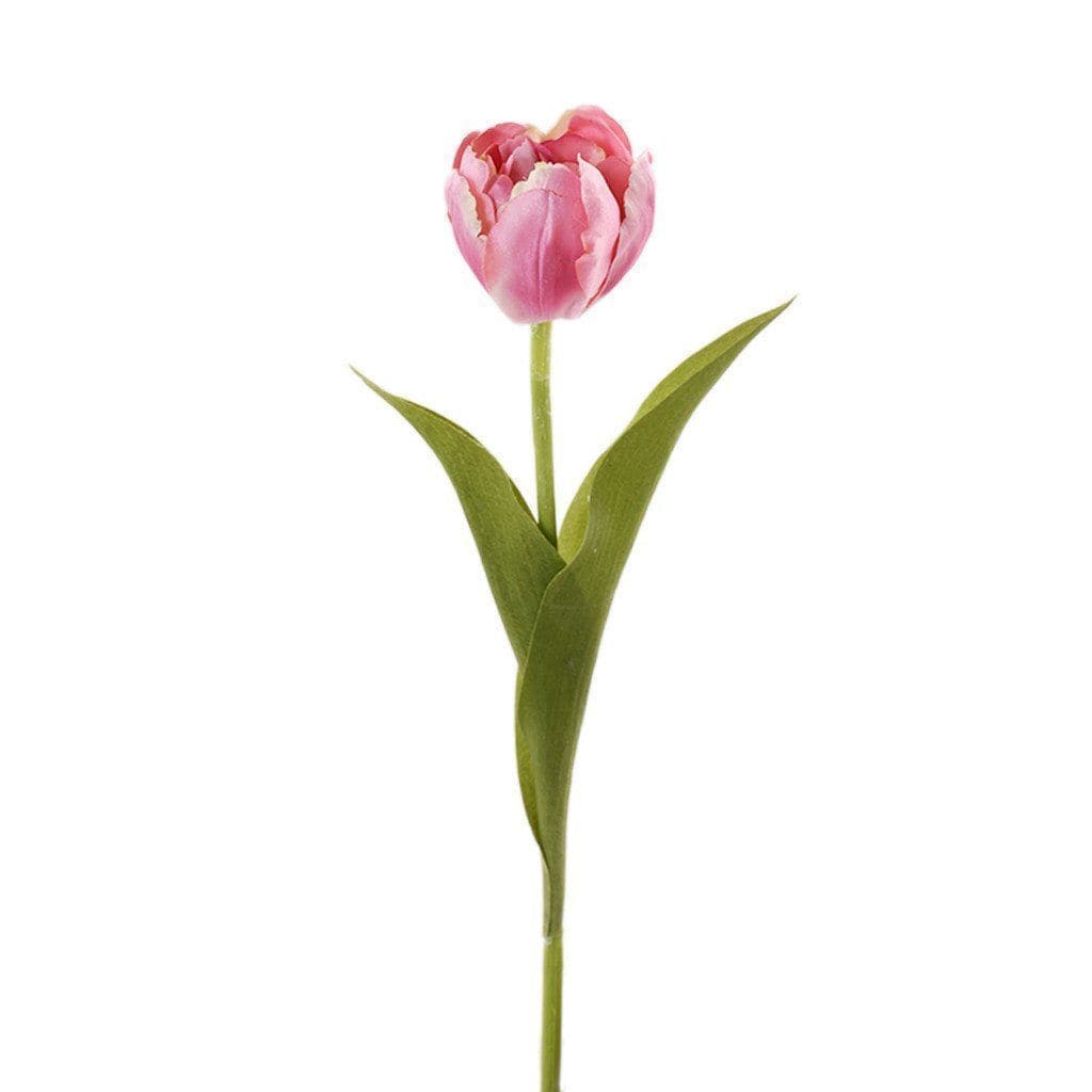 Tulip - Bloomr