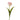 Flowers-Tulip-Bloomr