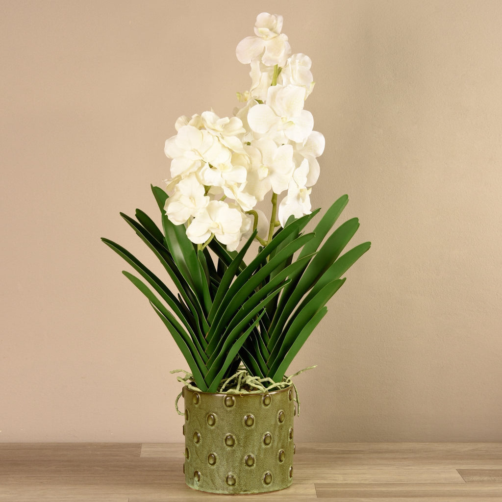 Vanda Arrangement - Bloomr