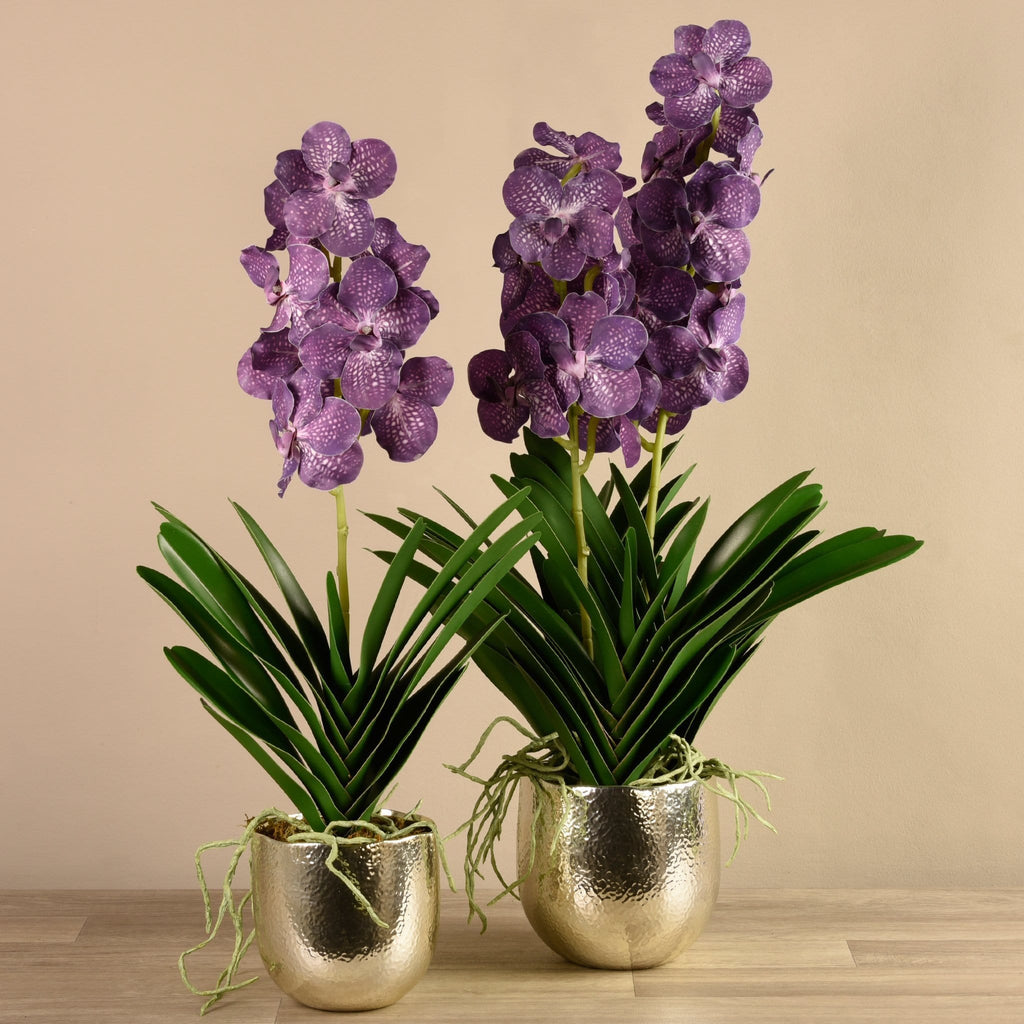Vanda Arrangement - Bloomr