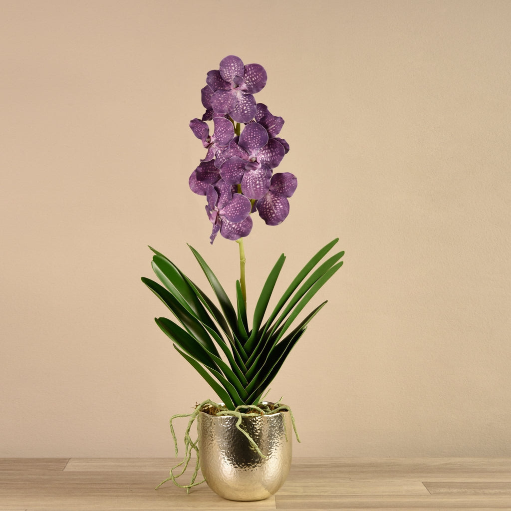 Vanda Arrangement - Bloomr