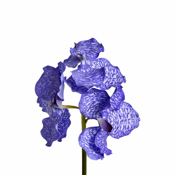 Vanda Stem - Bloomr